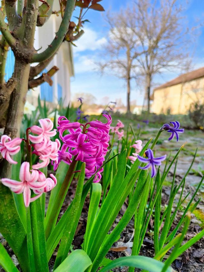 Ethno&Coffee House Tulip Bed and Breakfast Glozan Buitenkant foto